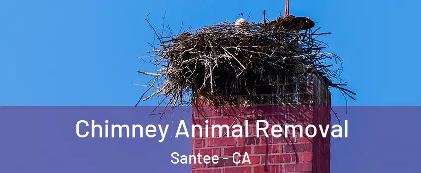 Chimney Animal Removal Santee - CA
