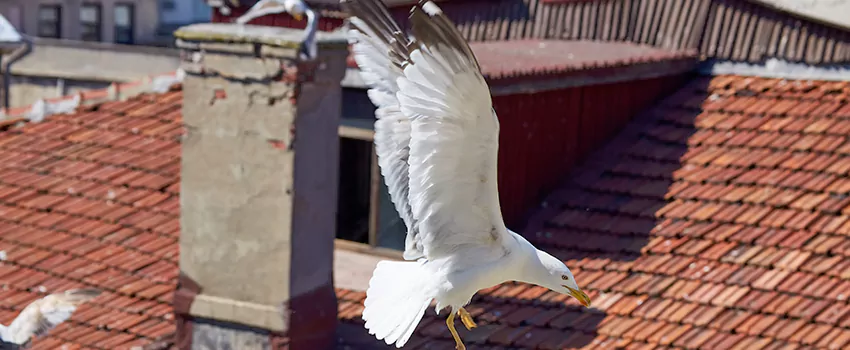 Residential Chimney Animal Removal Solution in Santee, CA