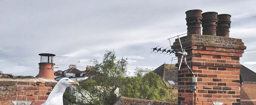 Chimney Cleaning And Restoration in Santee, California